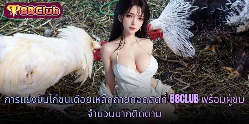 การแข่งขันไก่ชนเดือยเหล็กถ่ายทอดสดที่ 88CLUB พร้อมผู้ชมจำนวนมากติดตาม